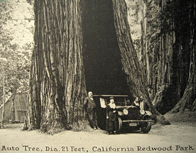 Redwood Trees Drawings