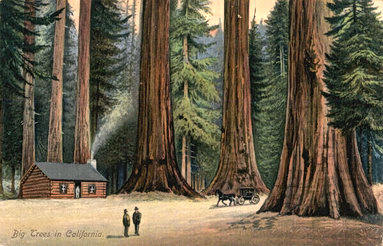[http://www.cathedralgrove.eu/pictures/05-7-big-trees.jpg]