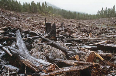 Island Timberlands Clearcutting 2008