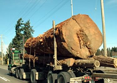 Ancient fir tree killed by Hayes