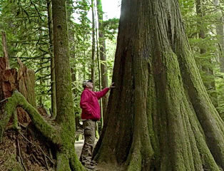 Cathedral Grove Panorama