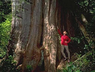 Big Tree at Clayoquot Sound
