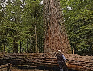 Tallest Tree in Cathedral Grove