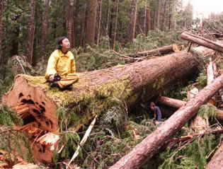 Save the East Creek Rainforest