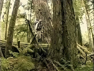 Tour of Cathedral Grove