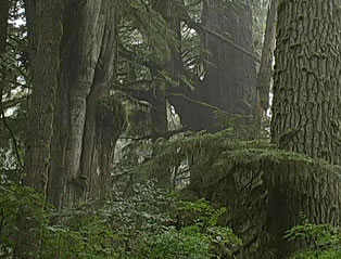 The Art of Rainforests