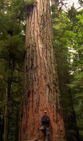 Big Douglas Fir at Cathedral Grove